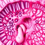 prostate gland histology